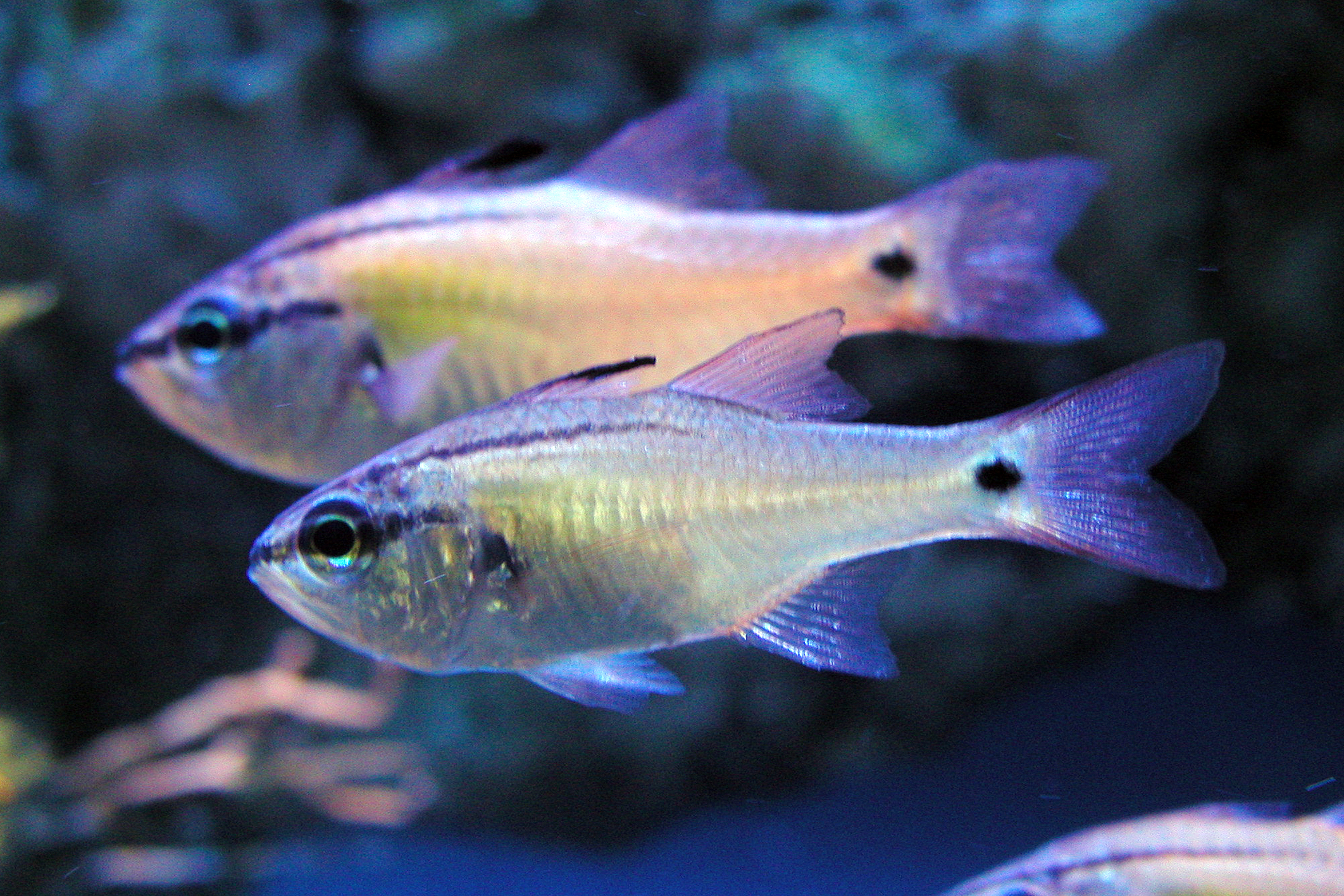 ネンブツダイ - 生きもの図鑑 鳥羽水族館